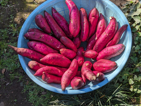 ねっとり甘い！さつまいも（紅はるか）１.８キロ【茨城県産】