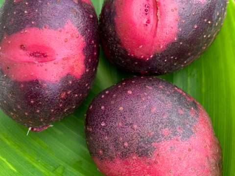 農薬化学肥料不使用‼︎今が旬！新じゃがカラフル詰め合わせ＆ローズマリー少量