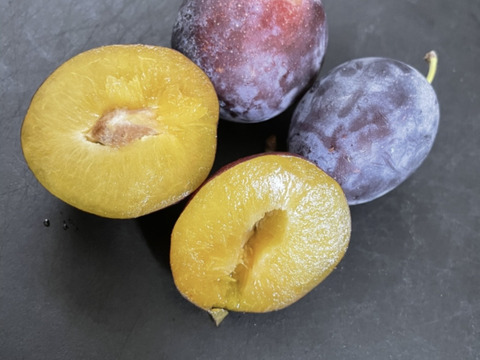 9月発送！[食べる健康]りんご農家が育てた旬のプルーン　ベイラー