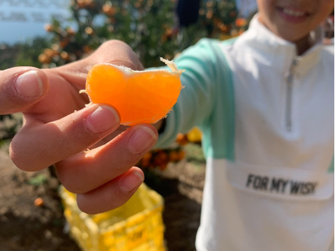 【訳あり】ご家庭用極甘小玉みかん3kg