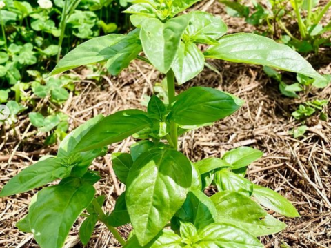 【朝取りフレッシュバジル！！】300ｇ農薬肥料不使用！！