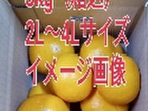 【本家・春峰】春を呼ぶプチプチ食感！爽やかな甘さがクセになる
