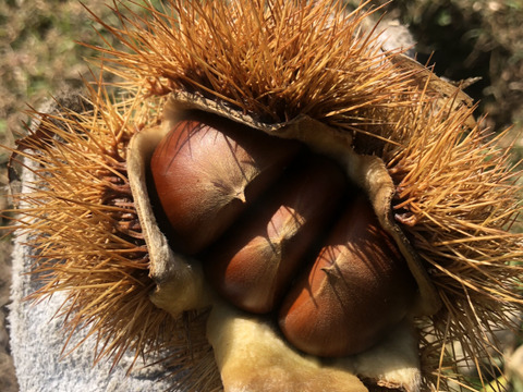 甘‼️【氷温熟成中】本場能勢栗“岸根（がんね）”2L🌰1kg 《11/19発送開始！》