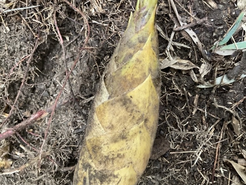 早堀りたけのこ　鹿児島県産　1キロ箱込　白子筍　野菜　農薬不使用 竹の子