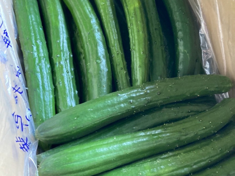 【味や実入りはA級品】きゅうり社長の朝どれ新鮮きゅうり！埼玉本庄産／不揃い訳あり／クール配送5㎏（25〜30本）