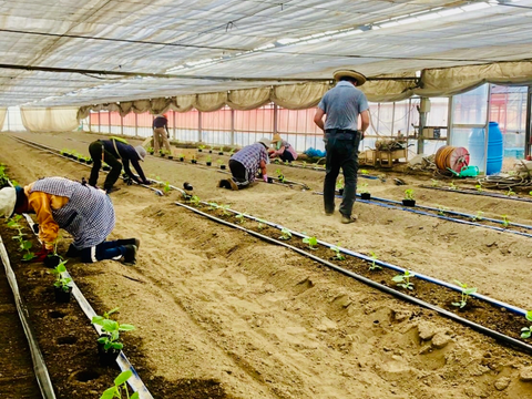 【味や実入りはA級品】訳あり朝どれ新鮮きゅうり！埼玉本庄産／常温配送5㎏（25〜30本）