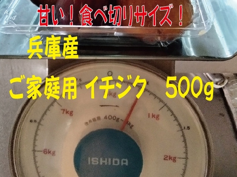 農薬不使用栽培　兵庫産 ご家庭用　イチジク　500ｇ②