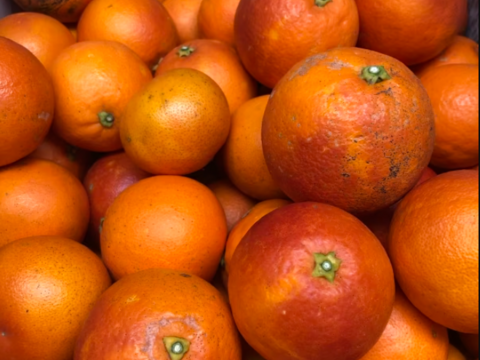 真紅の柑橘【濃い甘さ濃厚タロッコ種】ブラッドオレンジ家庭用