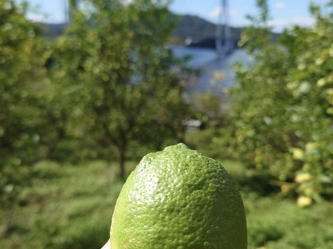 【期間限定】瀬戸田発！農薬・肥料不使用なので皮まで美味い！！自然農グリーンレモン（4kg）