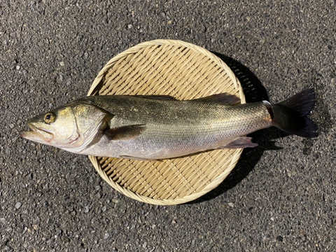 【江田島産】スズキ 1.5kg前後