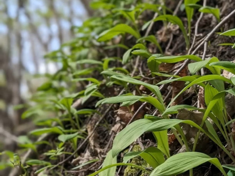 【春の山菜】行者にんにく/ギョウジャニンニク/煮る焼く揚げる漬ける万能選手/200g【天然】【4/7~4/8発送】