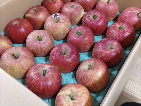 発送開始！完熟葉とらずサンふじ🍎約10㎏