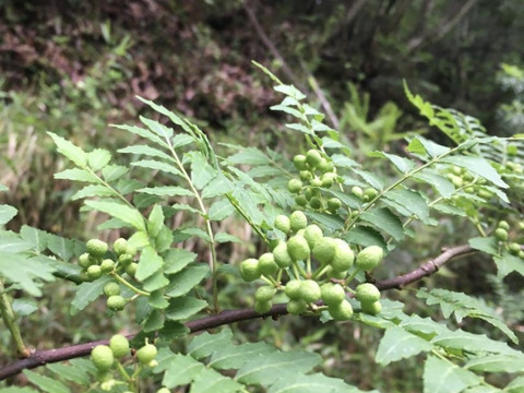 山椒の実 京都府産 無農薬 100g - メルカリ