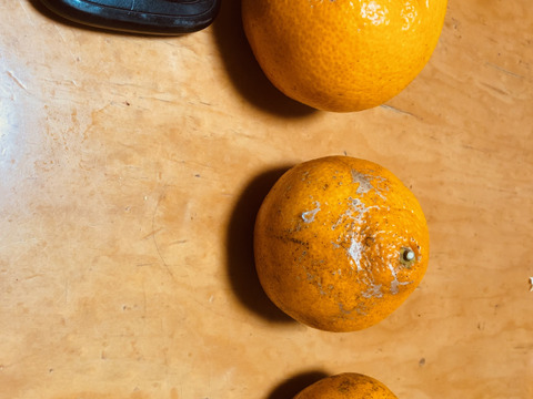 【加工用みかん】熊本発農薬不使用🍊  5kg 宮川.原口早生　サイズフリー（約35個前後入）