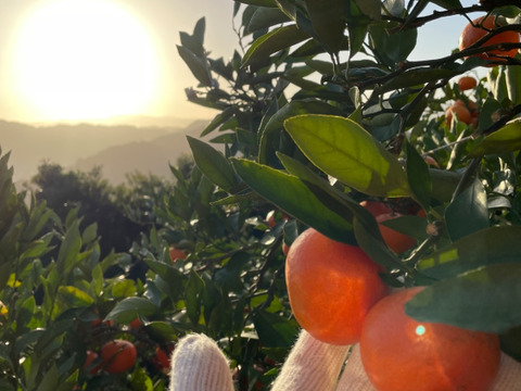 【希少】紅色🍊有田みかん！大玉5キロ箱。早生みかん