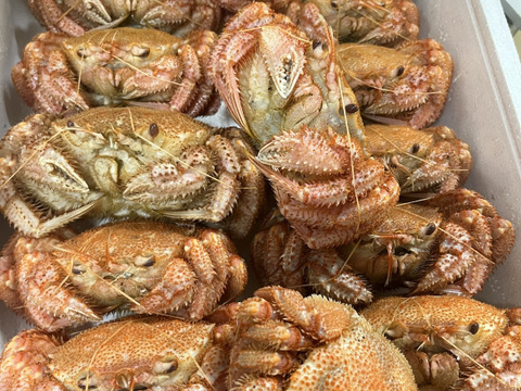 初物　世界三代漁場　　三陸産　（硬）毛蟹　1kg  （3〜5杯入り　）