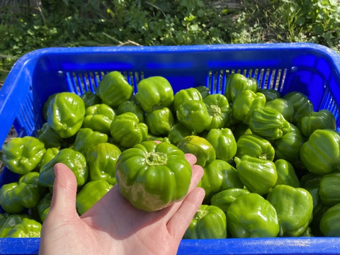 10/31締切‼︎この時期限定ミニミニぼたんこしょう1kg