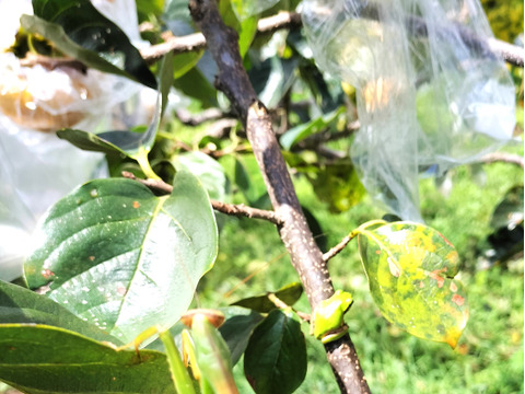 【敬老の日ギフト】とろける甘さ！完熟柿《農薬不使用》(贈答用・3kg)