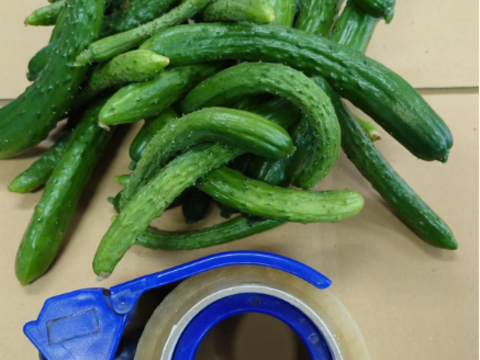 【レアなチビきゅうり】２kg　 農家さんだけが知っているおいしいきゅうり！！