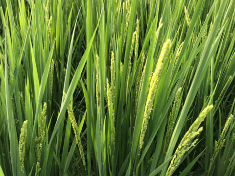 ❣️超特別栽培令和6年産米2kg×2 極大粒“米王”‼️甘くてモチモチ、香りの良い能勢天神米「いのちの一粒」（品種名:いのちの壱）白米。《2kg真空パック×2》保存クリップ付き❗️