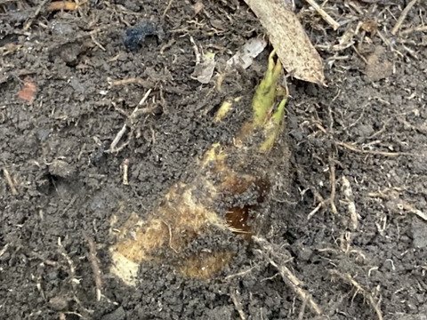 早堀りたけのこ　鹿児島県産　1キロ箱込　白子筍　野菜　農薬不使用 竹の子