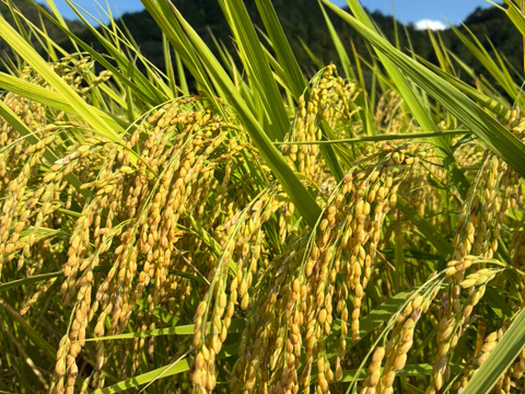 【超特栽❣️新米】いのちの一粒（品種名:いのちの壱）白米。甘くてモチモチ、香り良い極大粒“米王👑”‼️ 《超特別栽培》令和7年産能勢天神米《2kg真空パック》保存クリップ付。