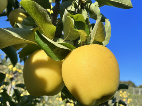 青森県産りんご　シナノゴールド　家庭用　【2㎏　5～10個入り】