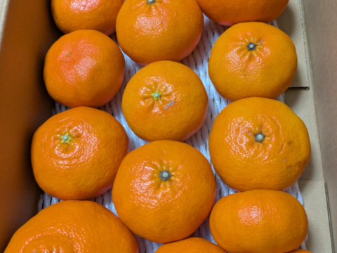 甘平ラスト1個のみ！！【訳あり】愛媛県産　高級希少品種　甘平　サイズ不揃い　３キロ　家庭用