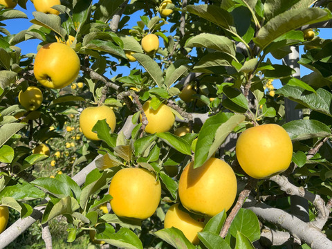 青森県産りんご　シナノゴールド　家庭用10㎏【20～46個入】