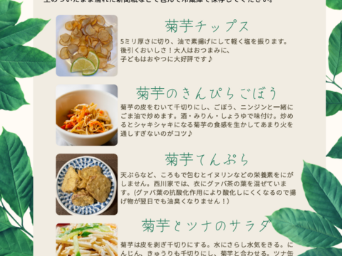 堀りたて！自然栽培の紫菊芋（フランス菊芋）