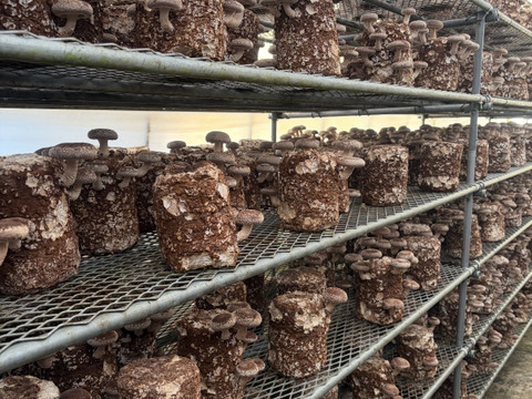 北海道産菌床生しいたけ(１ｋｇ)