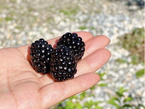 免疫力アップ!　生ブラックベリー500g