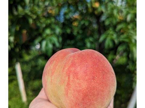 【贈答用】白桃(品種おまかせ) 約2.8kg(5-14玉) 7月上旬頃発送開始 信州桃をお届けします#NPR0A028