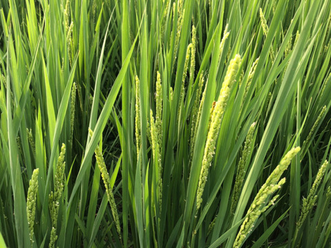 【超特栽❣️新米】いのちの一粒（品種名:いのちの壱）白米。甘くてモチモチ、香り良い極大粒“米王👑”‼️ 《超特別栽培》令和7年産能勢天神米《2kg真空パック》保存クリップ付。