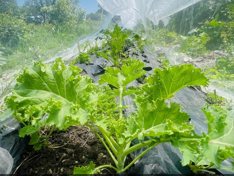 【自然栽培】道産ケール・200g （草の力だけで育てたこだわりの無肥料野菜）