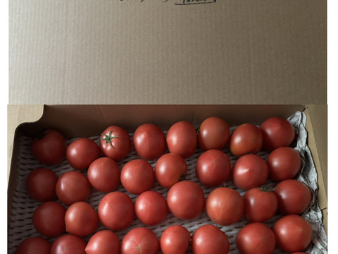 【旨トマト3kg】お買い得☆ジューシーで旨味あるトマト！サラダやパスタにも！（２０～４５玉）