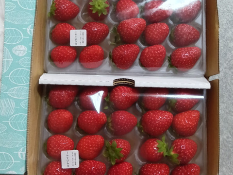 ビタミンCたっぷり！おいCベリー2P　お得なご家庭用！　230g×2p 【春ギフト】