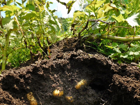 【牛すじ肉とセット商品もあります】　兵庫県香美町産新じゃが！　《きたあかり　箱入2kg》