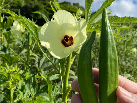 朝採れ新鮮オクラ！沖縄県産の角オクラ　500g(約50本前後)