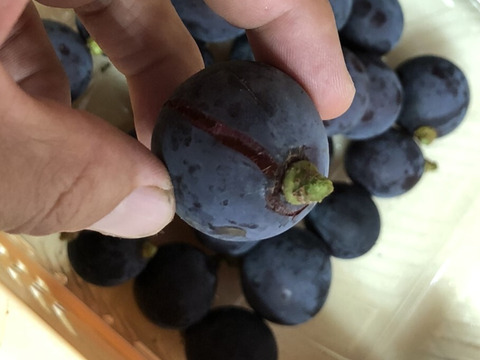 【割れ粒 藤稔】訳アリだけど葡萄らしい深い味わい（1kg以上）