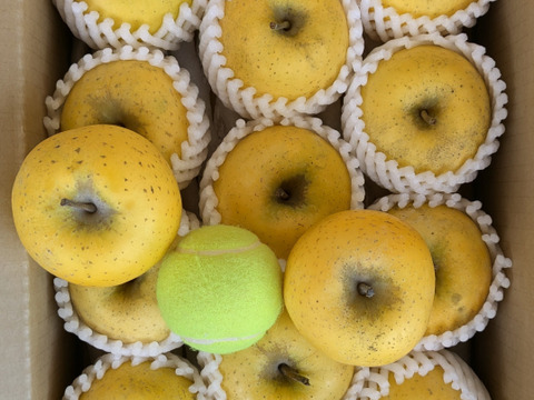 【訳あり】季節外のフレッシュりんご！！スマートフレッシュ処理・シナノゴールド約3kg