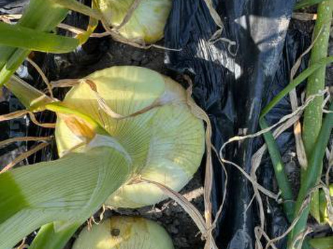 【予約】生産農家直送 淡路島産ブランド新玉ねぎ 『にじたま』超極早生品種 9kgダンボール入り（ご家庭用・30個前後） 使いやすいM・L・2L混在！≪水分量No1!!≫◎特別栽培　2月末頃から順次発送