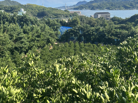 【広島県産】レモン 10kg【防カビ・防腐剤・ワックス不使用】