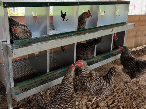 平飼い卵20個 米糠と魚のアラとオカラの発酵飼料で育てた 一切の薬剤・抗生物質・ワクチン不使用の地域循環型養鶏の自然卵