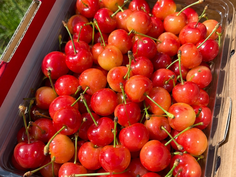 ‼️限定20セット週末特別超特価‼️【朝どれ】《佐藤錦》さくらんぼ 山形県東根産 500g ミックスサイズ　訳あり品