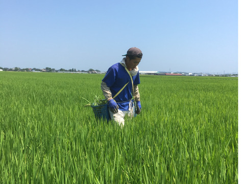 令和6年新米！　希少！　JAS認証有機栽培　玄米雪若丸　10キロ