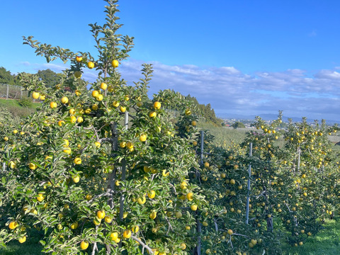 青森県産りんご　シナノゴールド　贈答用　【3㎏　8～12個入り】