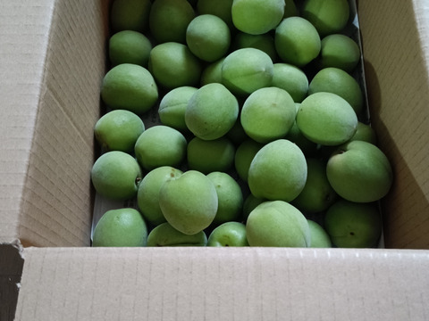 自然農法で大事に育てた青梅（1kg）