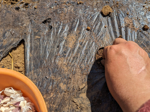 予約増量【大好評(^^♪】グッと料理のグレードが上がる(^^ “葉ニンニク“  3000g→3150g  from 名水の里　神奈川県秦野市