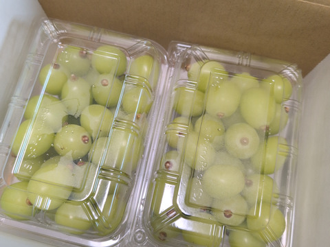 徳用・粒ぶどう】シャインマスカット｜FUJIKAWA GRAPES｜450gパック×2P